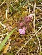 Image of Pedicularis sylvatica subsp. hibernica D. A. Webb