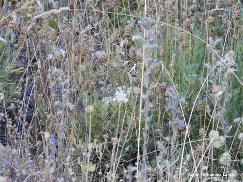 Image of Dactylis glomerata subsp. hispanica (Roth) Nyman