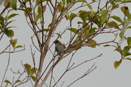 Image of Biak White-eye