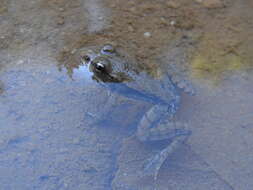 Image of Balkan Stream Frog