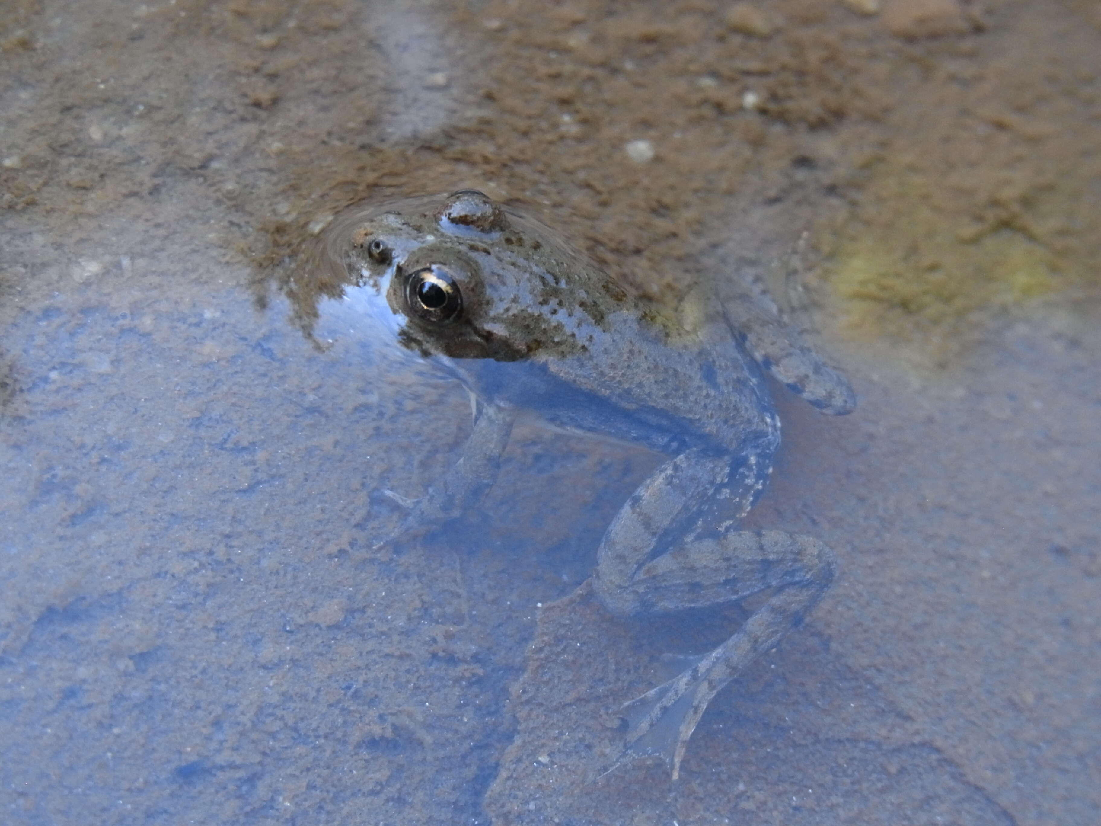 Image of Balkan Stream Frog