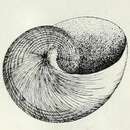 Image of Margarites albolineatus (E. A. Smith 1899)