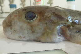 Image of Balloonfish