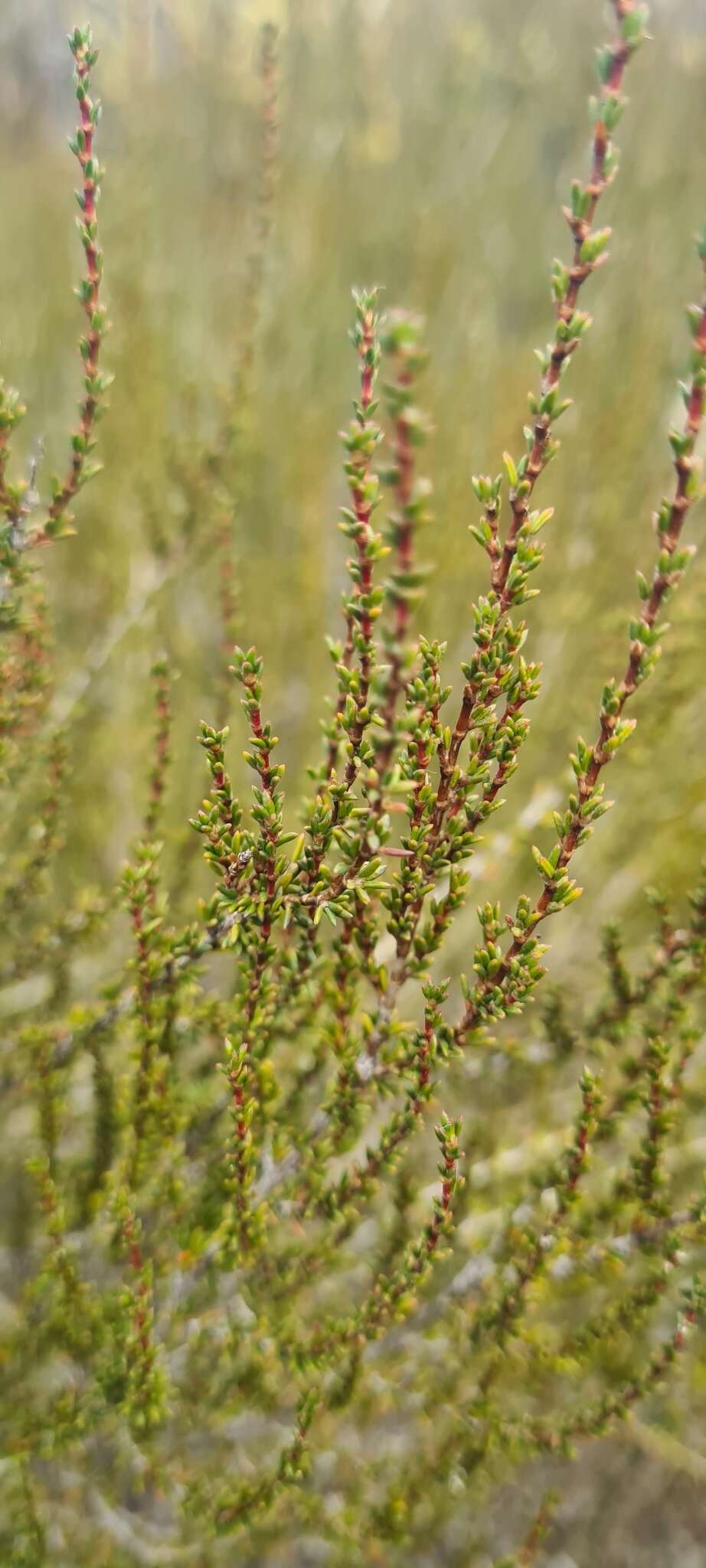 Image of Cliffortia ericifolia L. fil.