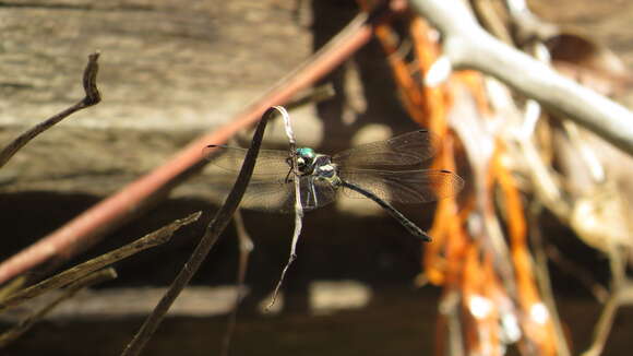 Image of Eusynthemis nigra (Tillyard 1906)