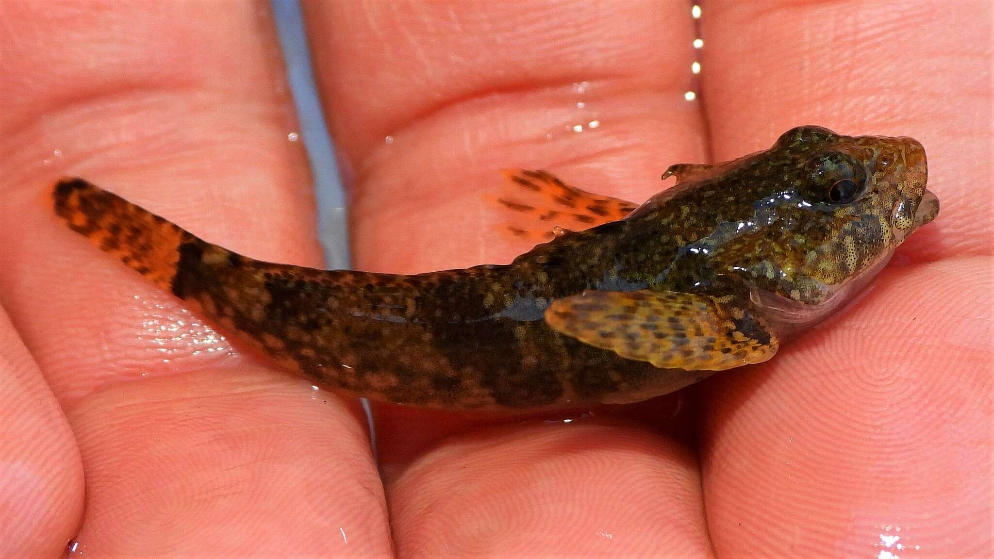 Imagem de Cottus caeruleomentum Kinziger, Raesly & Neely 2000