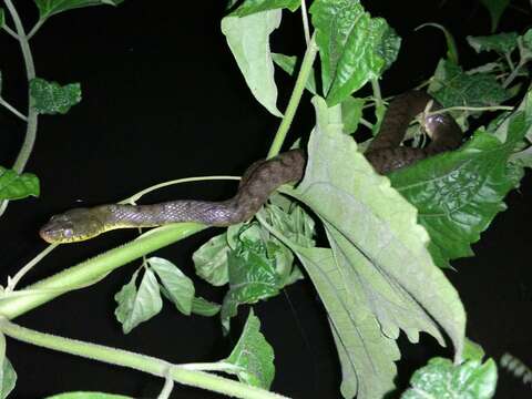 صورة Xenochrophis trianguligerus (F. Boie 1827)