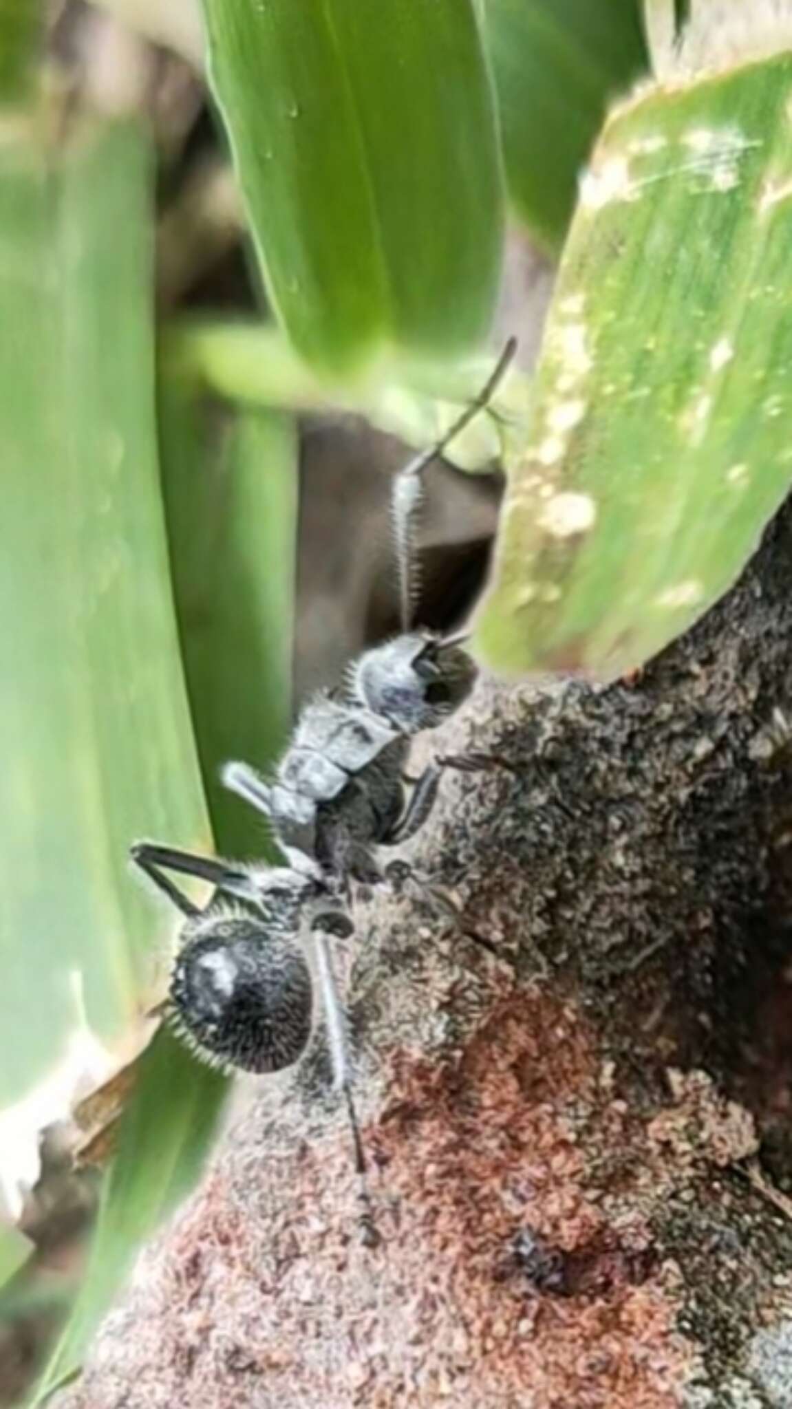 Image of Polyrhachis medusa Forel 1897