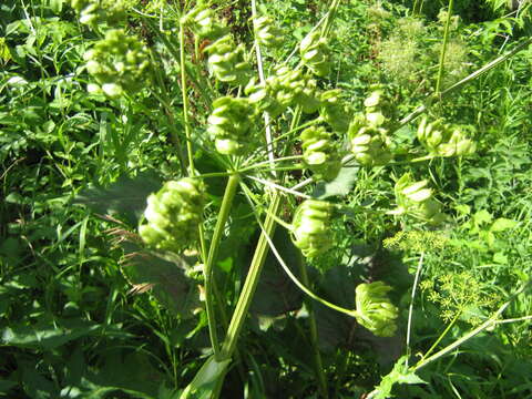 Слика од Heracleum sphondylium subsp. sibiricum (L.) Simonk.