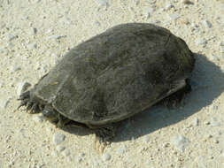 Image of Balkan pond turtle