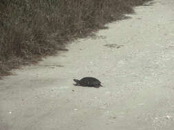 Image of Balkan pond turtle