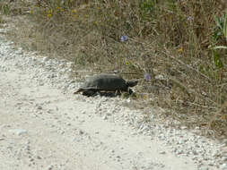 Image of Balkan pond turtle