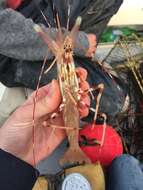 Image of California Spot Prawn