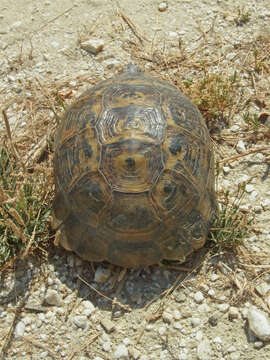 Image of Common Tortoise