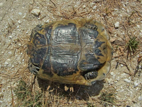Image of Common Tortoise