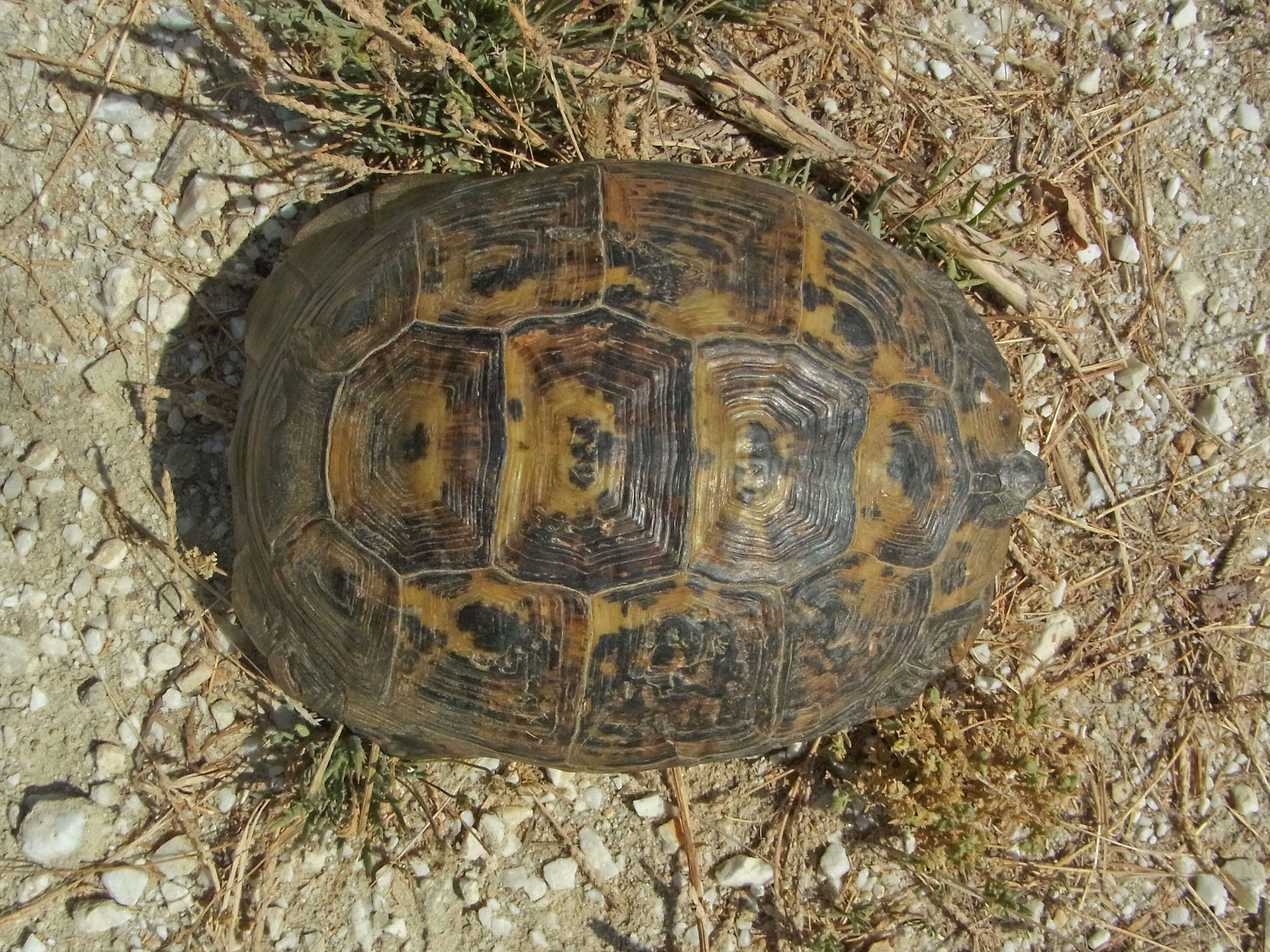 Image of Common Tortoise