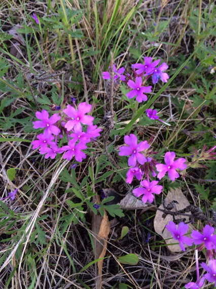 Image of Dakota mock vervain