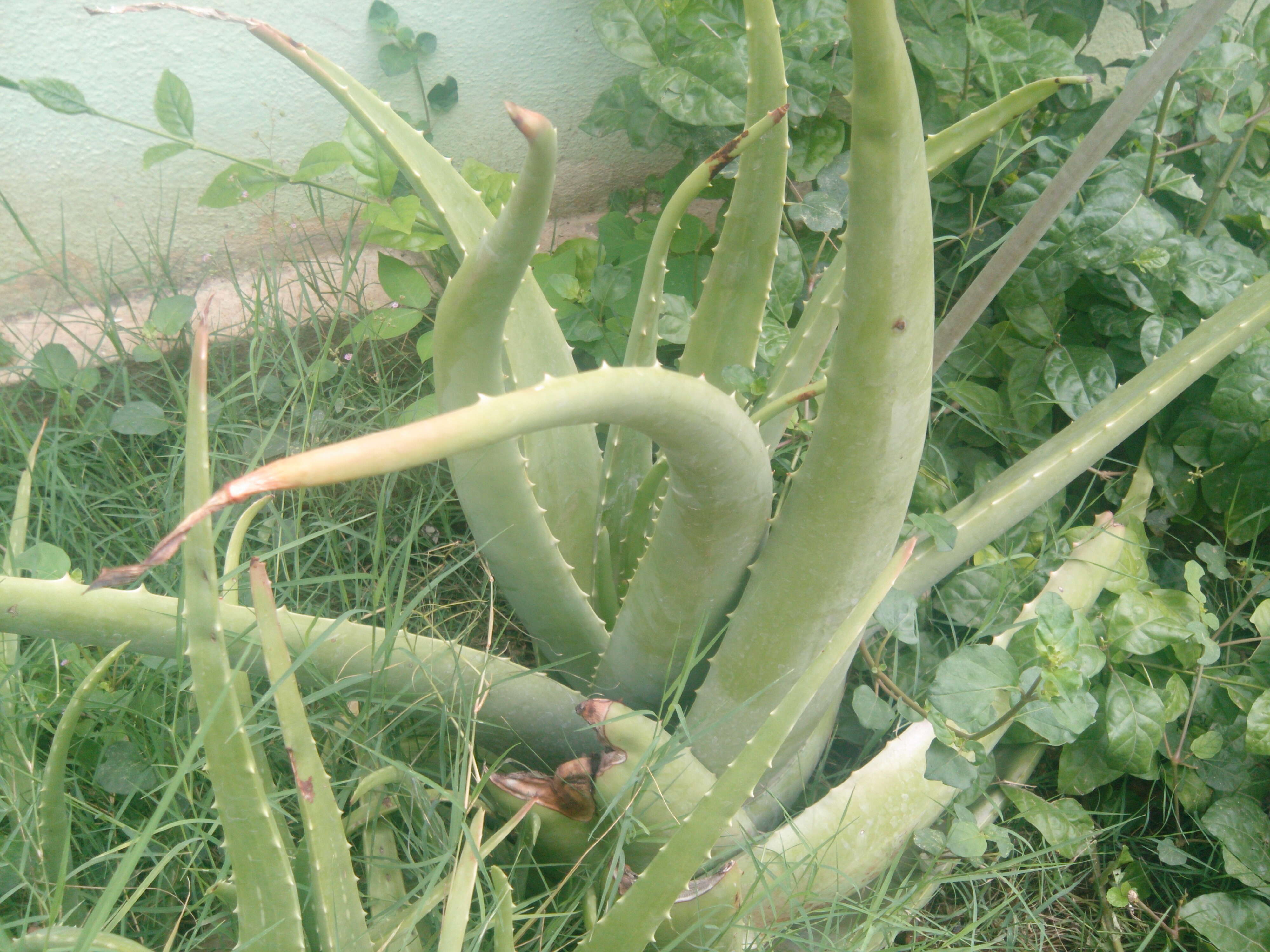 Image of Aloe vera