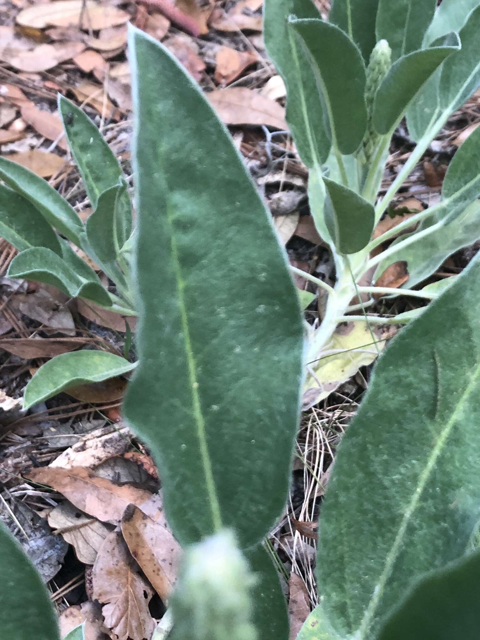 Image of Oak Ridge Lupine