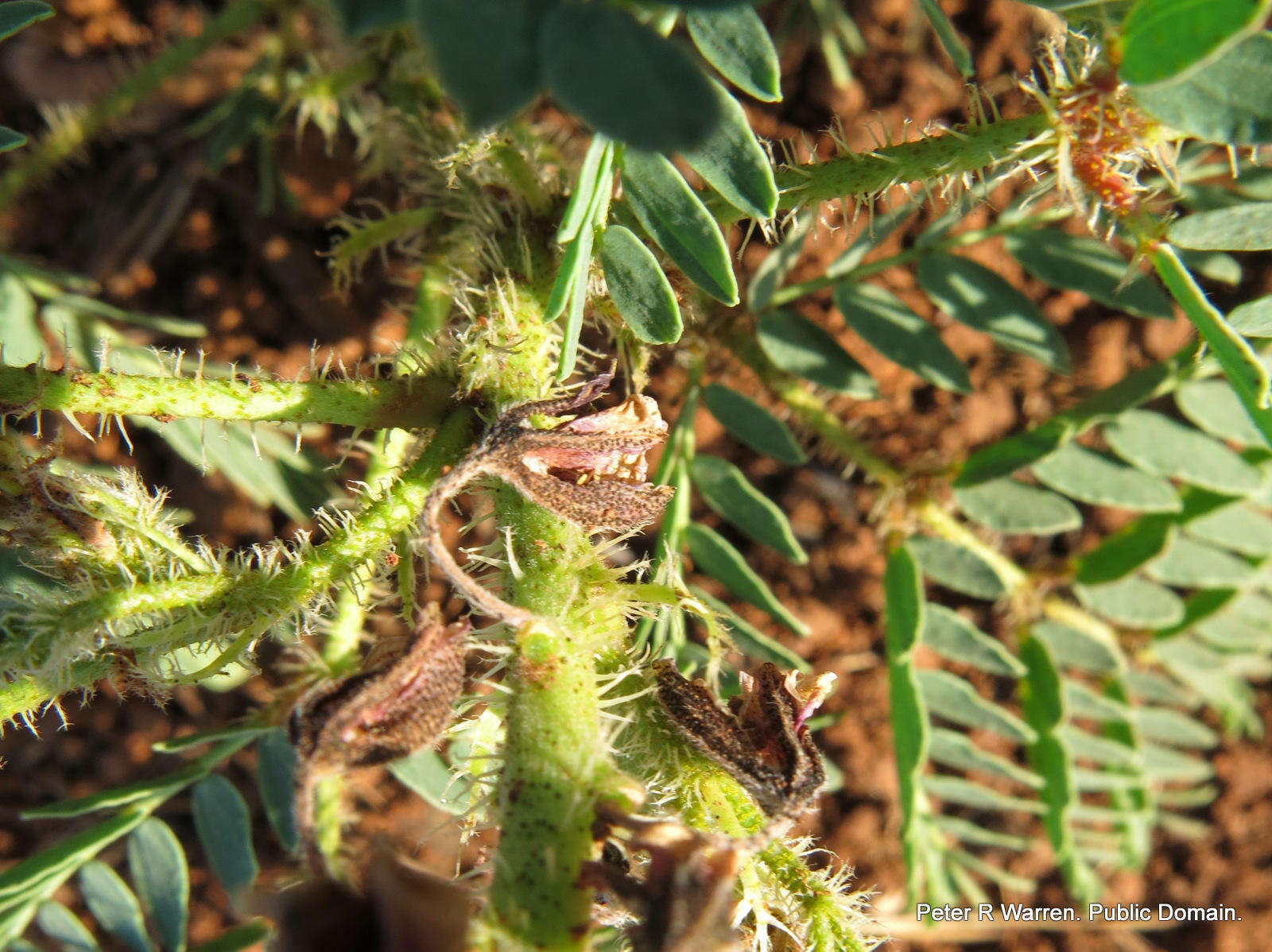 Image of <i>Pomaria sandersonii</i>