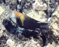 Image of Epibulus