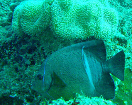 Image of Old Woman Angelfish