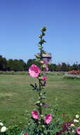 Image of hollyhock