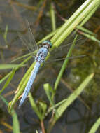 Слика од Orthetrum coerulescens (Fabricius 1798)