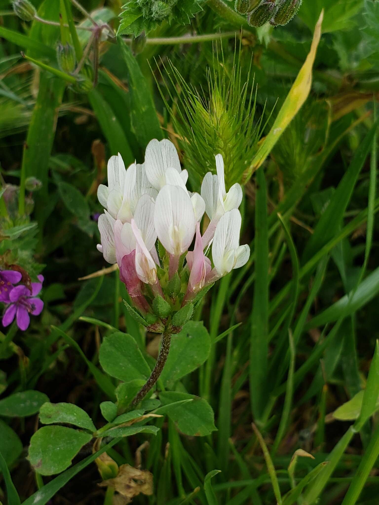 Image of shield clover