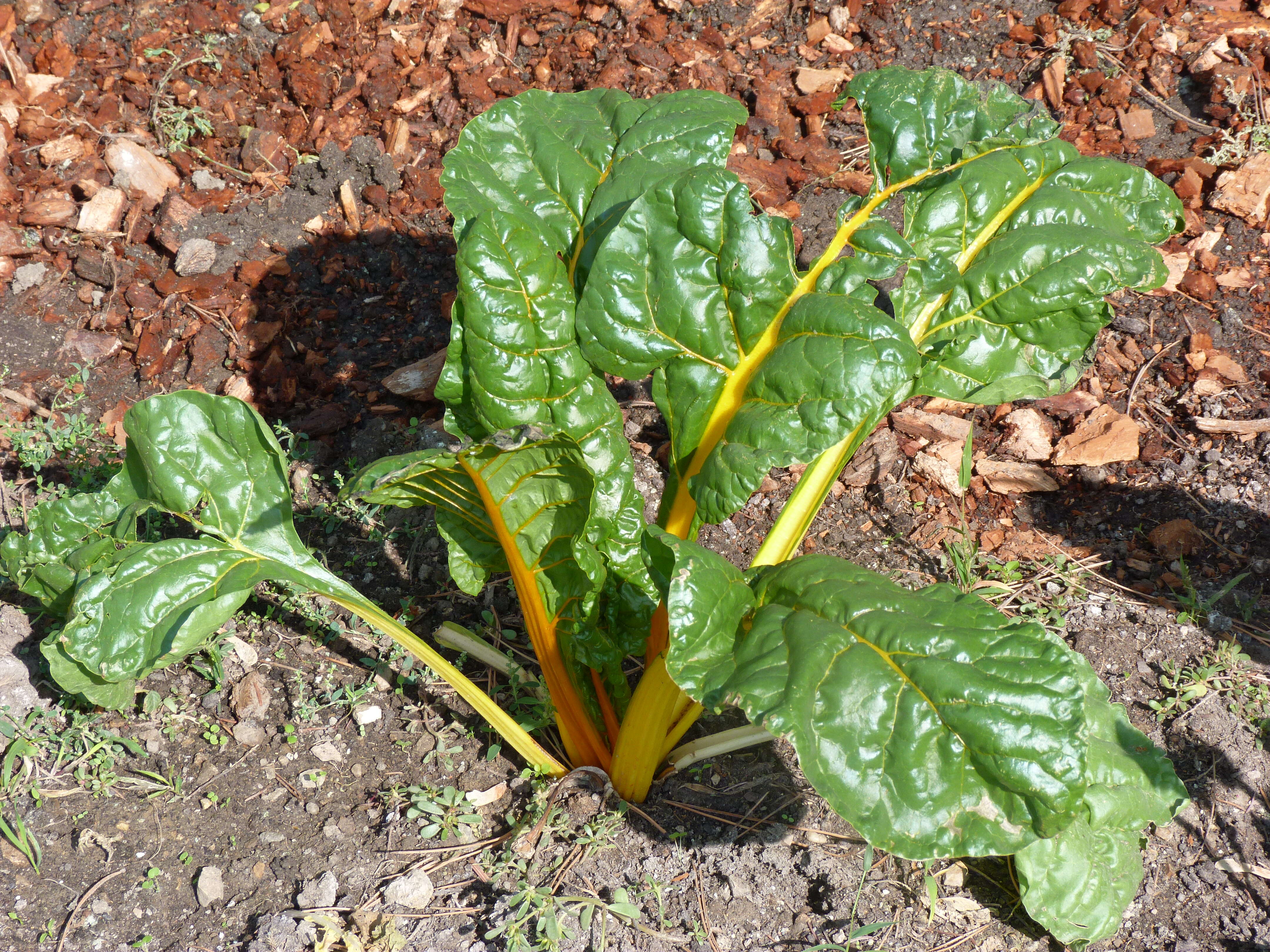 Image of Beta vulgaris subsp. vulgaris Cicla