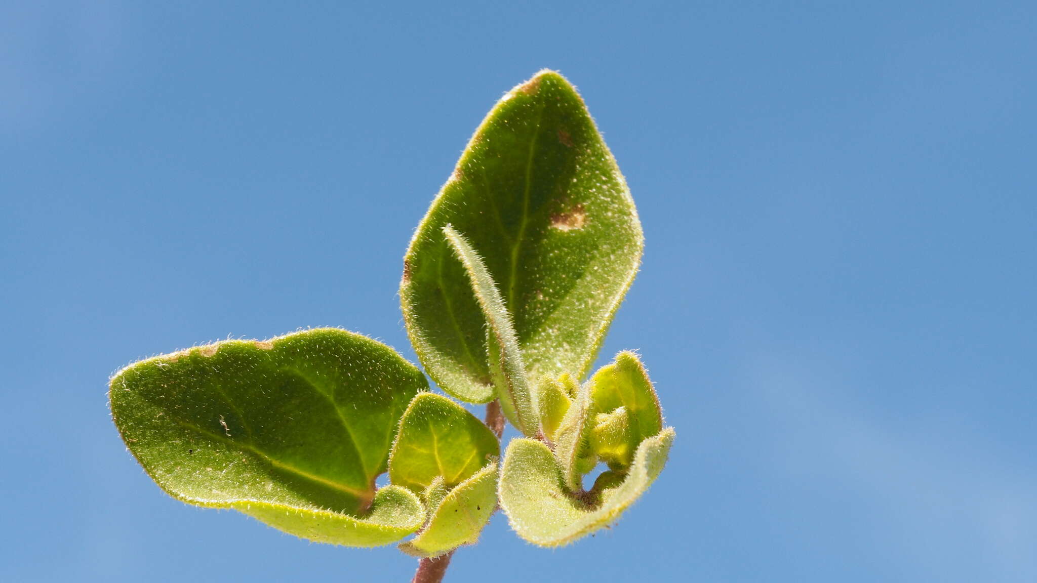 Imagem de Mirabilis laevis var. retrorsa (A. Heller) Jeps.