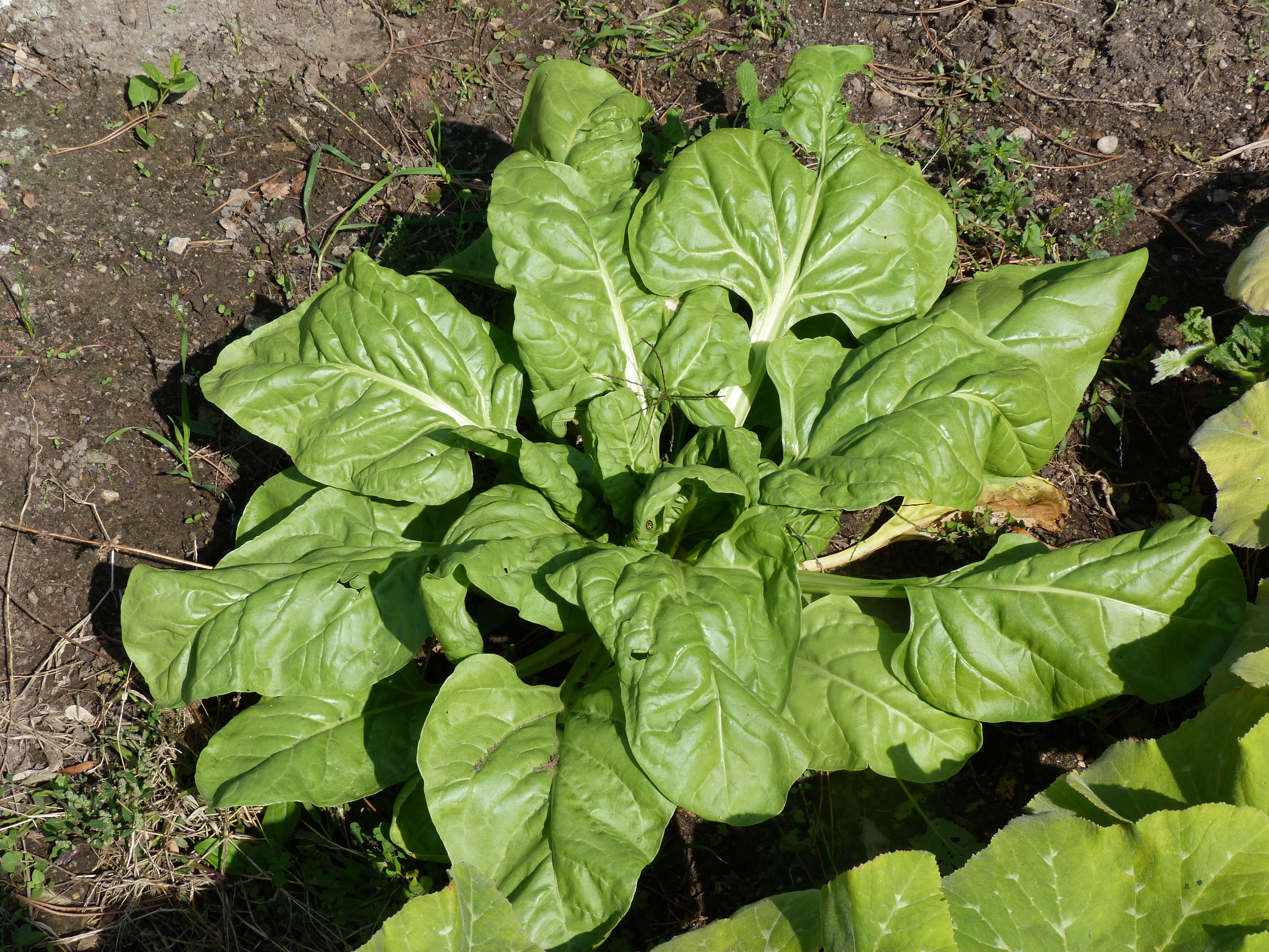 Image of Beta vulgaris subsp. vulgaris Cicla