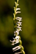 Image of Slender ladies'-tresses