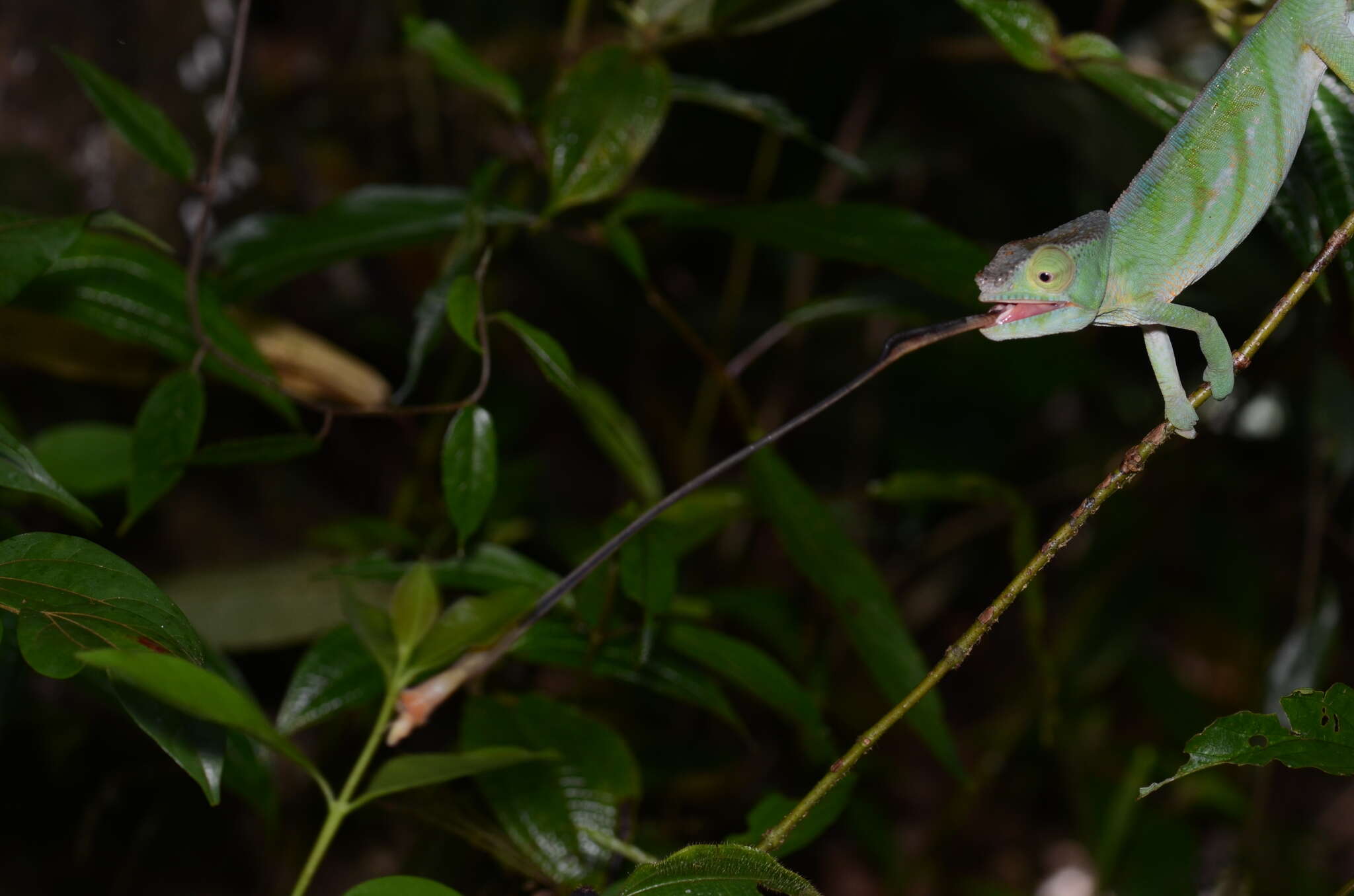 Image of Parson's Chameleon