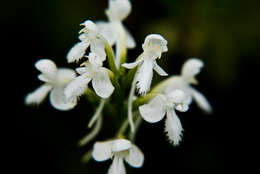 Image of white fringed orchid