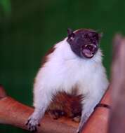 Image of Brazilian Bare-faced Tamarin