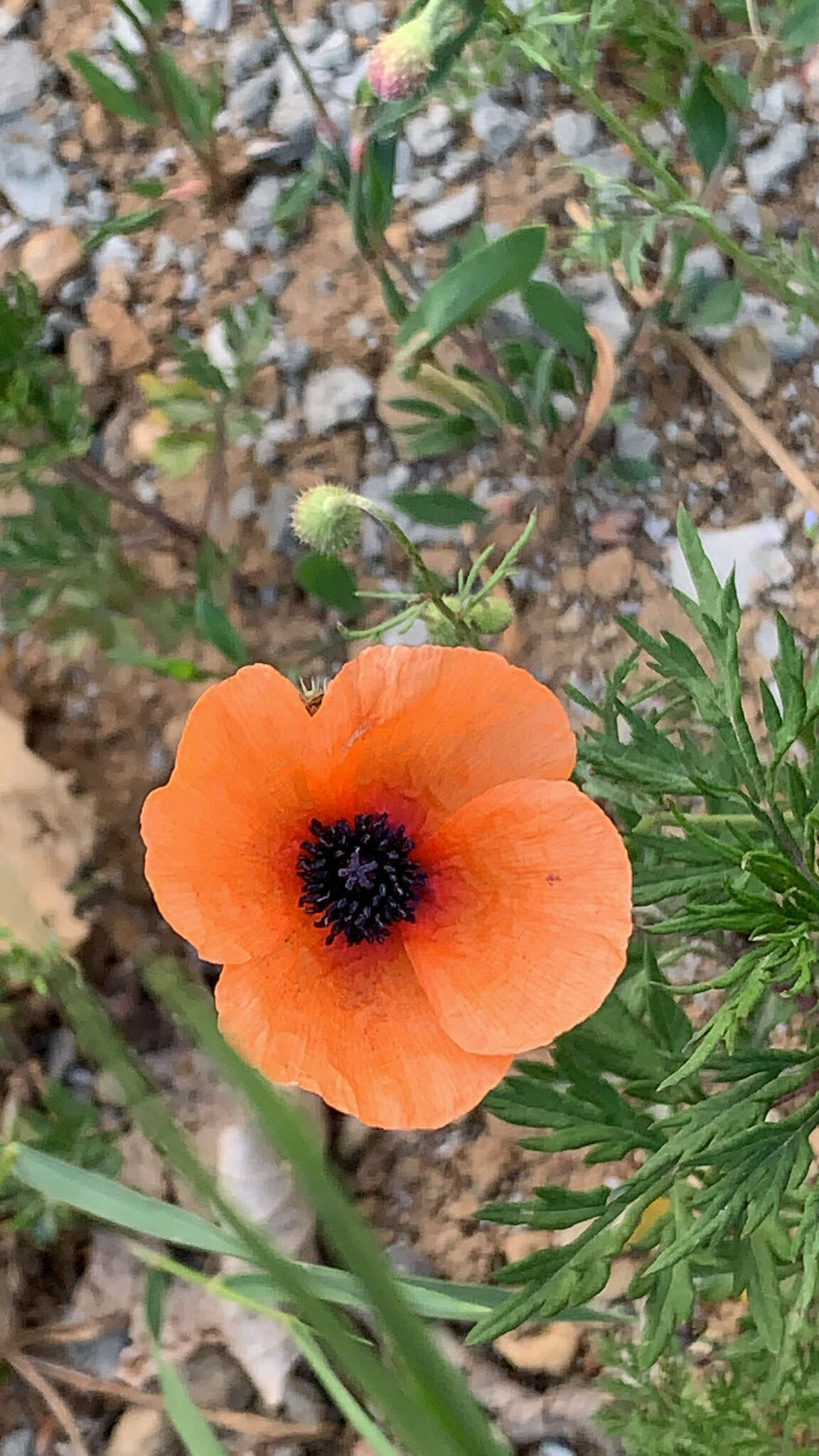 Image of Papaver apulum Ten.