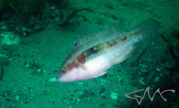 Image of Twospot wrasse