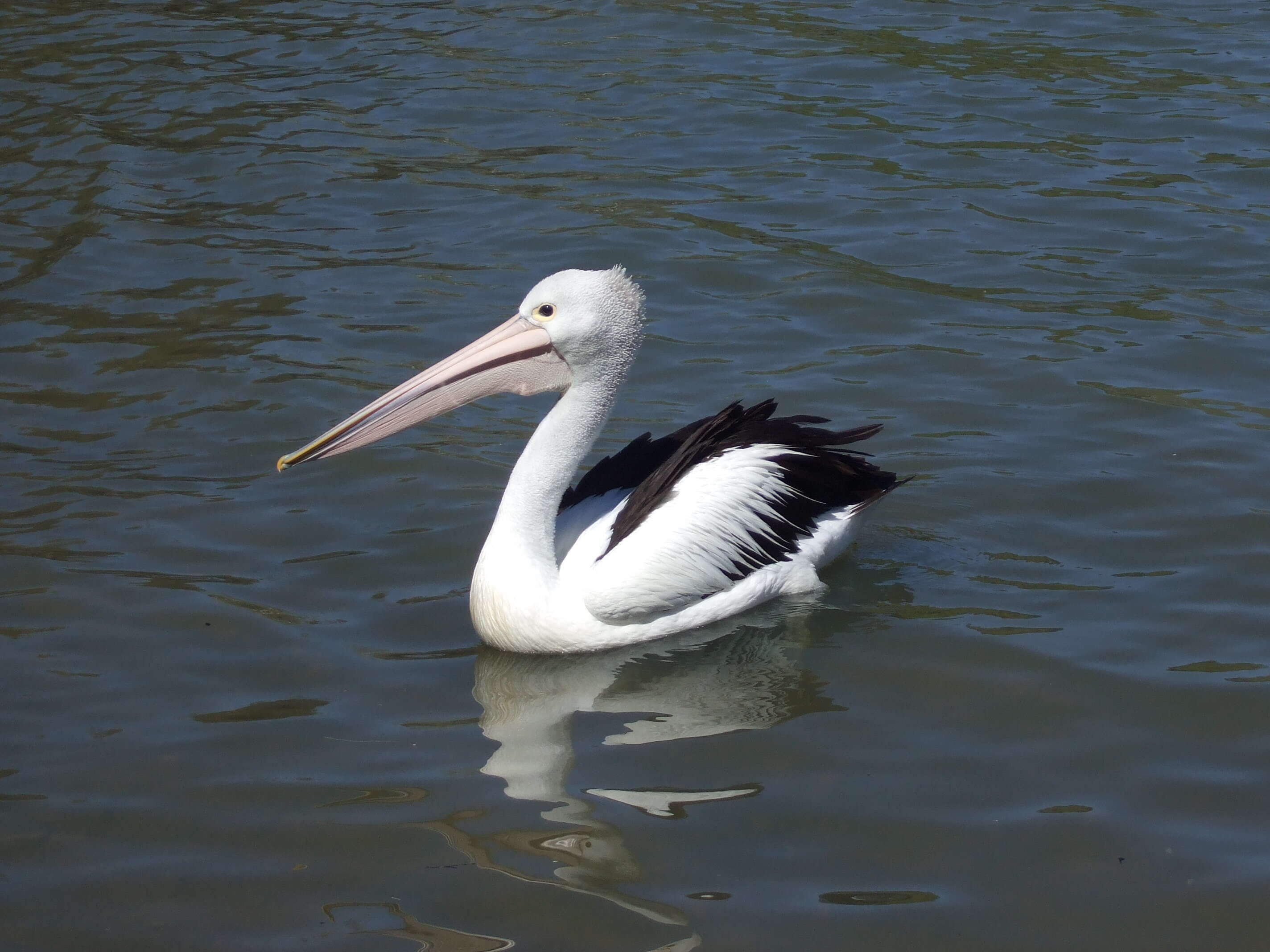 Image of Australian Pelican