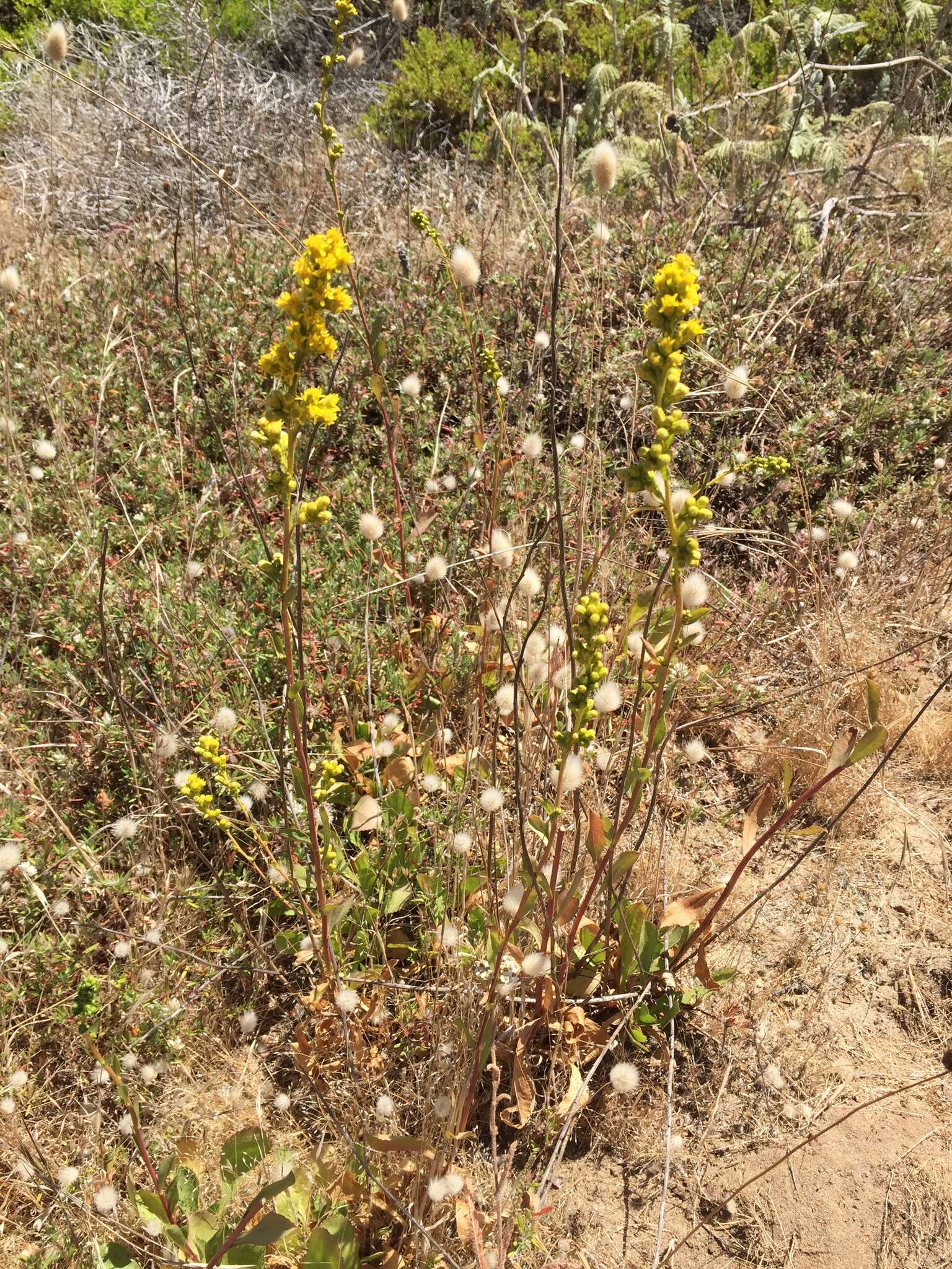 Image of Coast Goldenrod