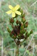 Image of mountain St. John's Wort