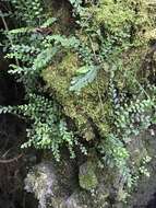 Image of Asplenium dentatum L.