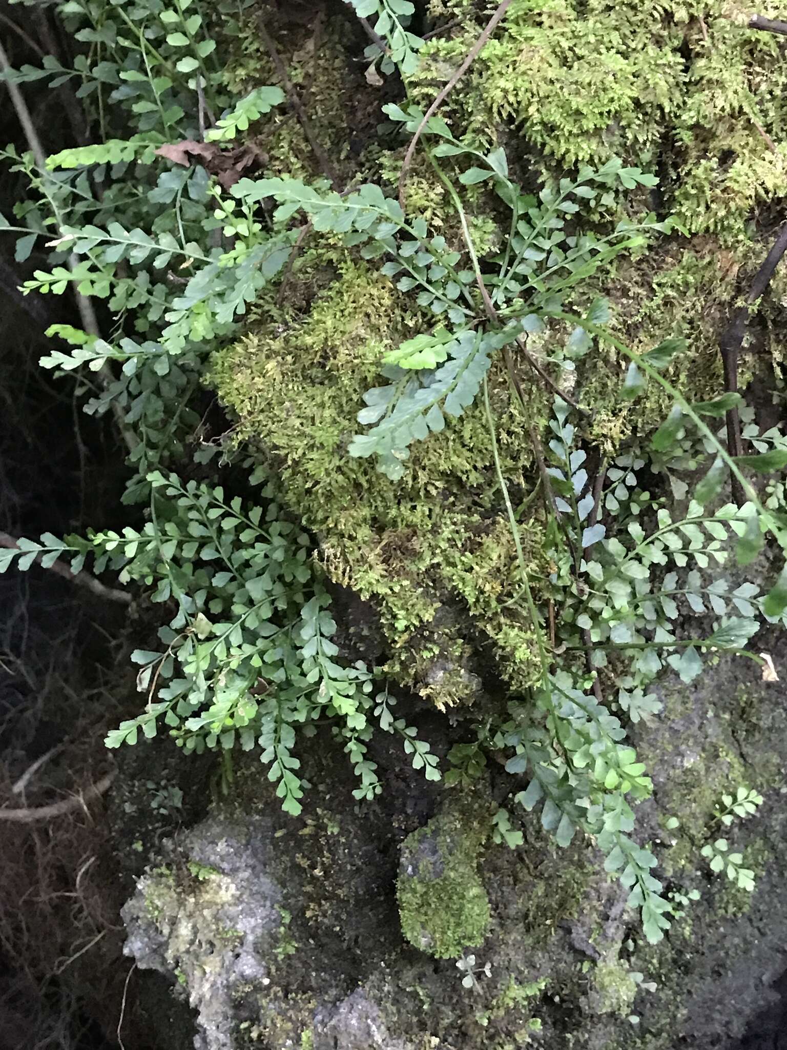 Image of Asplenium dentatum L.