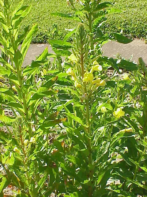 Imagem de Oenothera biennis L.