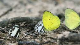 Image of banded blue Pierrot