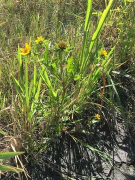 صورة Bidens amplissima Greene