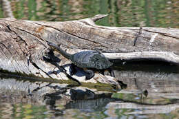 Image of Common Snake-necked Turtle