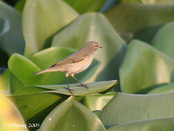 Image of Siberian Chiffchaff