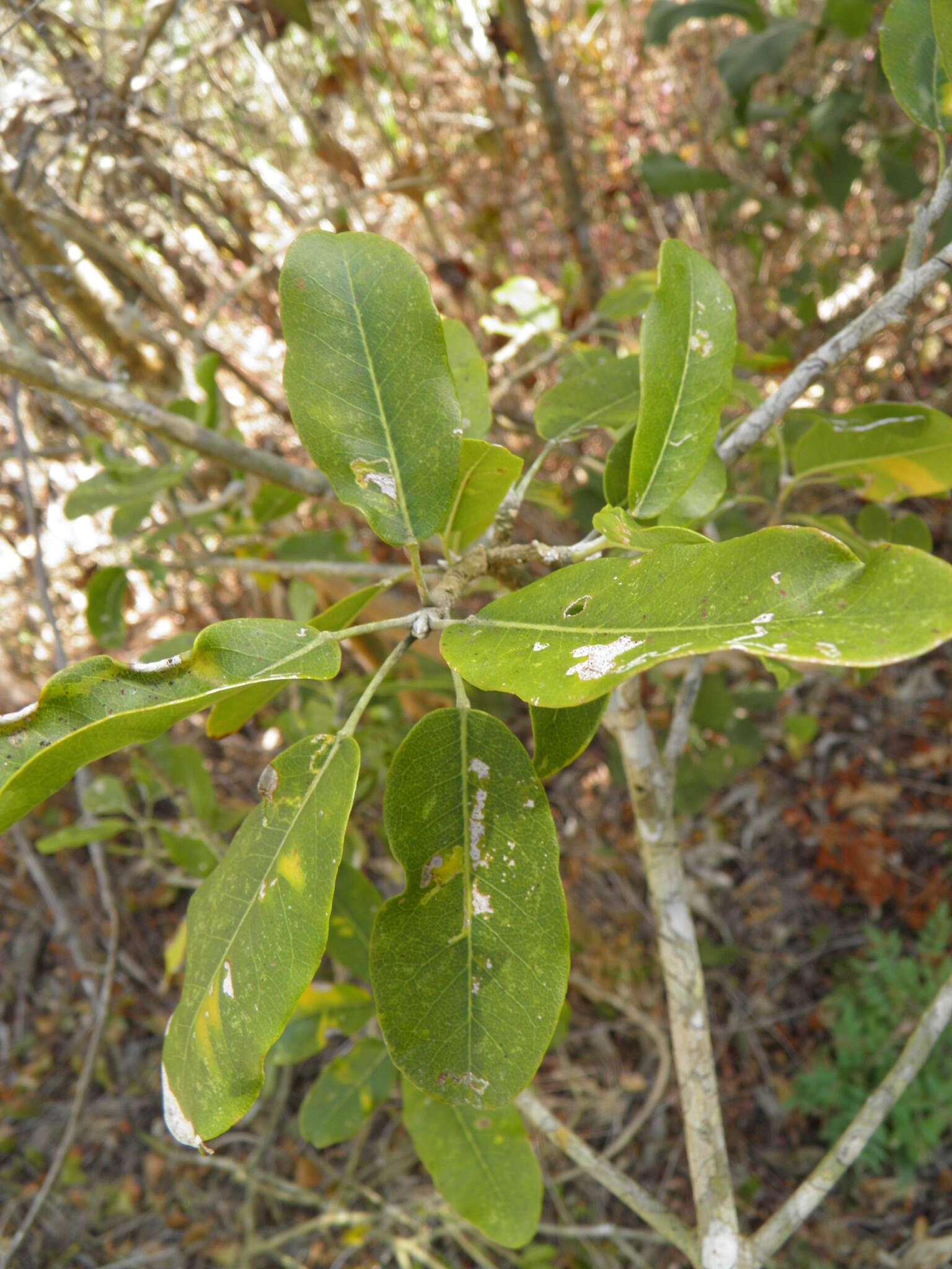 Image of Esenbeckia nesiotica Standl.