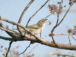 Image of Siberian Chiffchaff